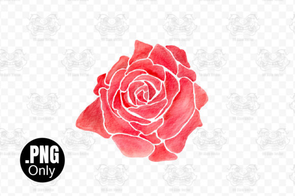 Pink Rose Watercolor: A Designer's Review for Embroidery